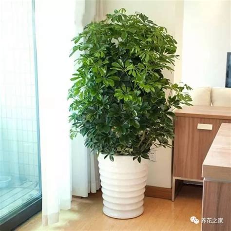 家中招財植物|家中招財6植物！命理師列「4最佳擺放位置」 大門擋。